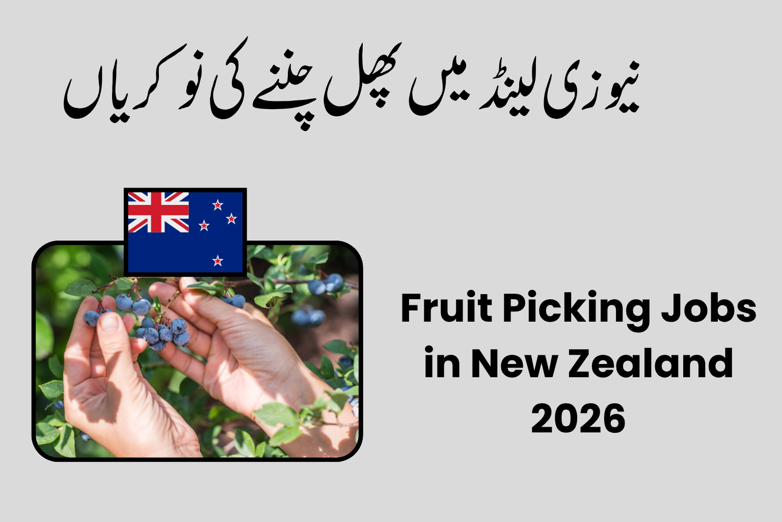 Fruit Picking Jobs in New Zealand 2026